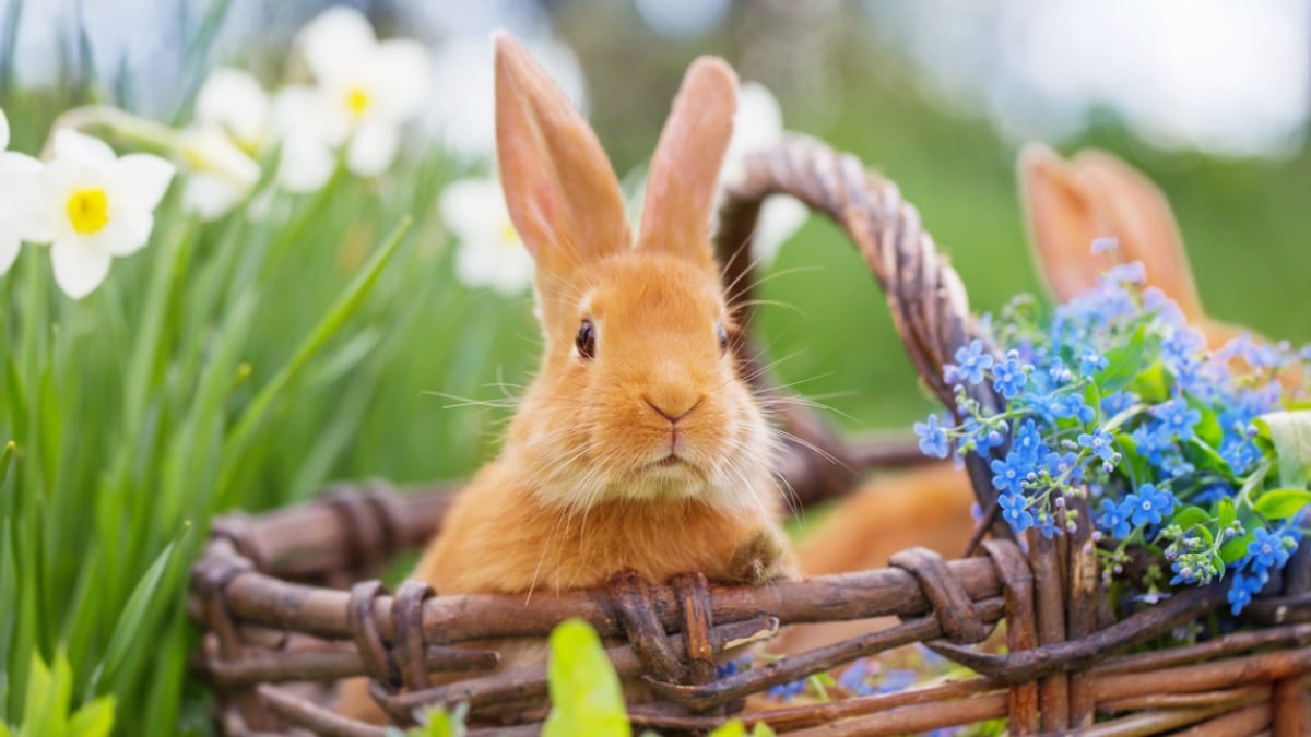 cute rabbit names for spring