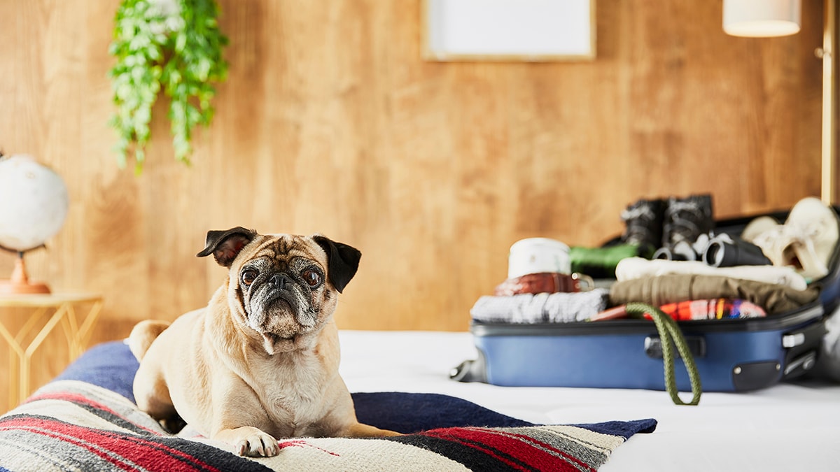 Getaway cabin planning with your pup