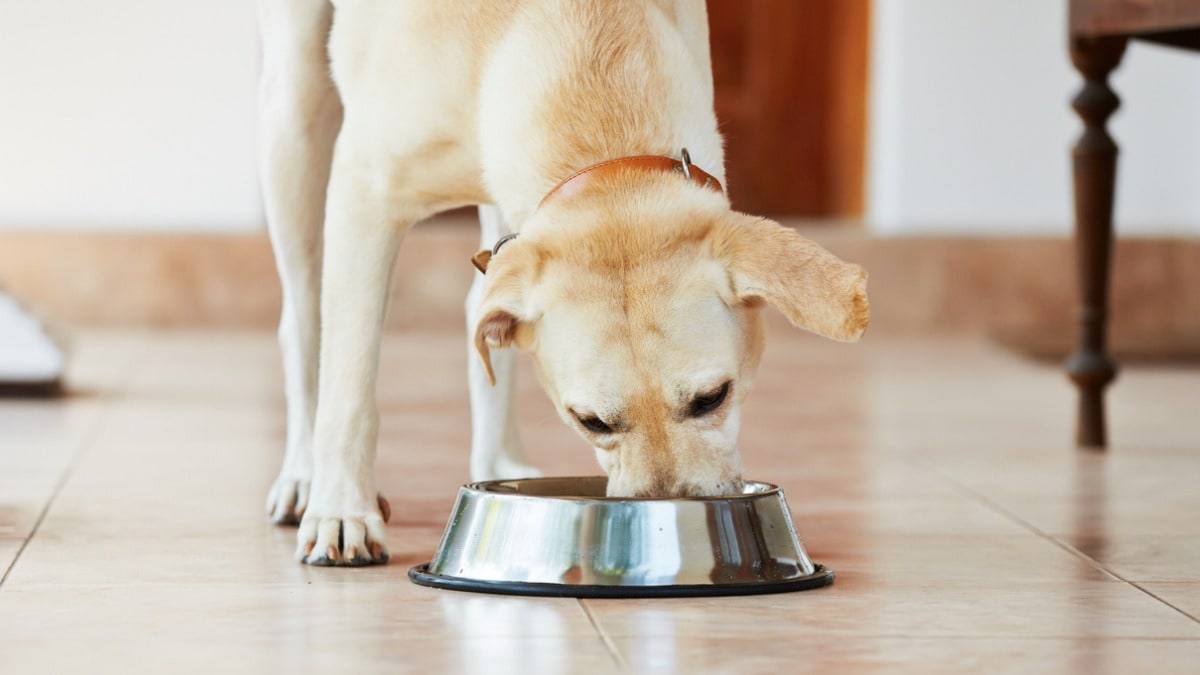 3 Types of Dogs Who Could Benefit From a High-Protein Dog Food