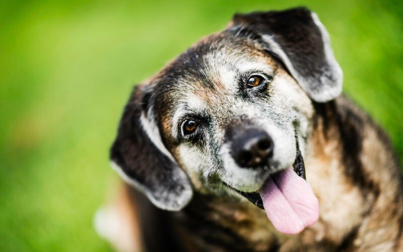 Senior Dogs