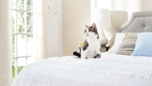 old cat stops using litter box