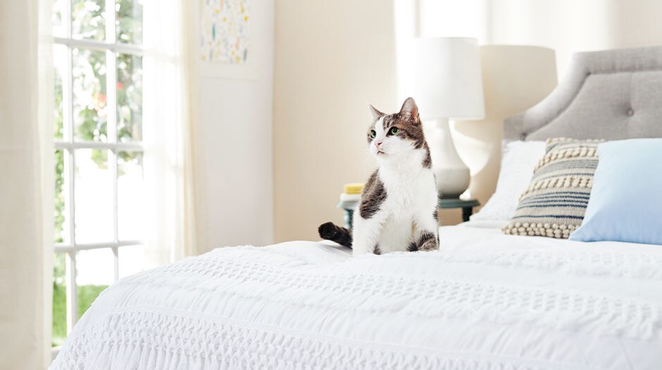 Old Cat Diarrhea Causes and Treatment for Diarrhea in Senior Cats