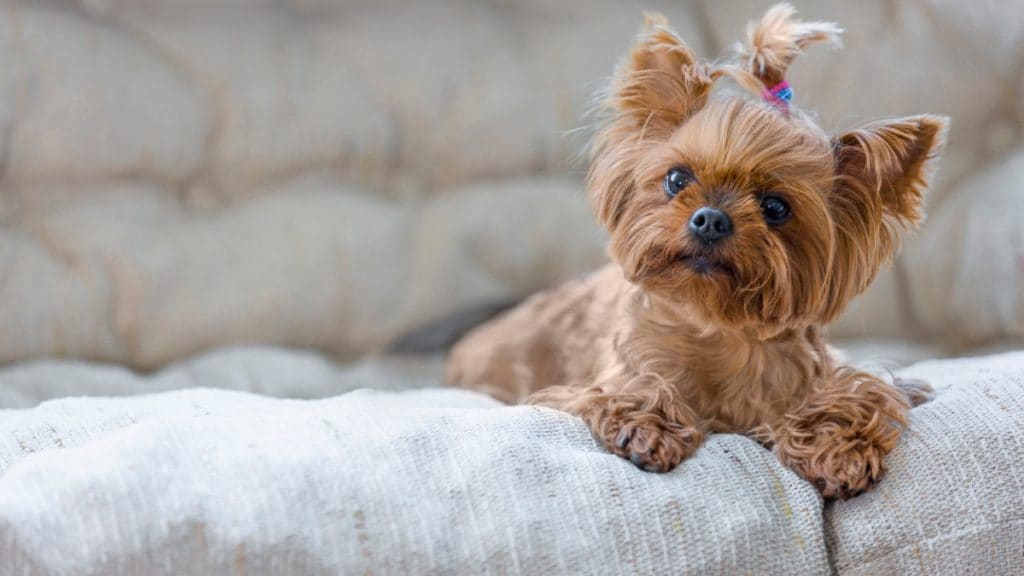 https://media-be.chewy.com/wp-content/uploads/2019/04/24132507/curious-yorkshire-terrier-on-the-sofa-picture-id853828044-1024x576.jpg