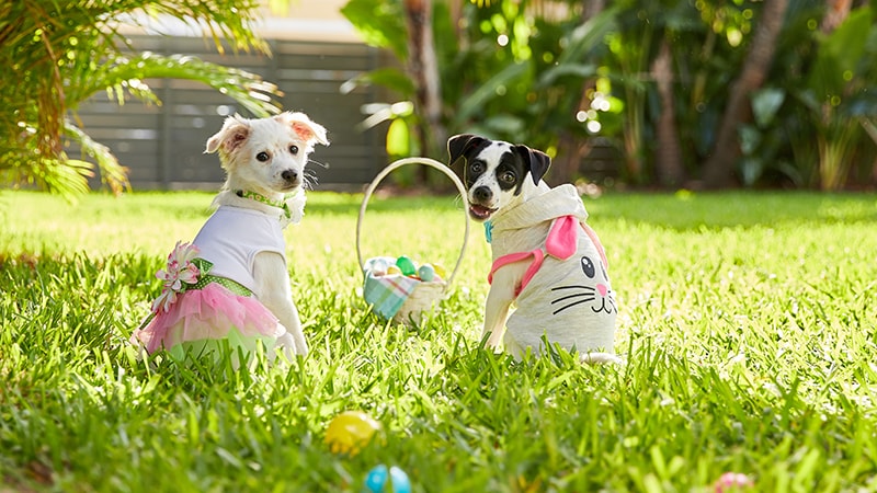 New! Spring Time Dog Clothes In Chicks and Bunny