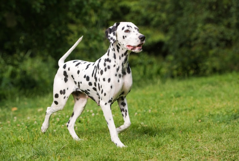 active dog breeds dalmatian