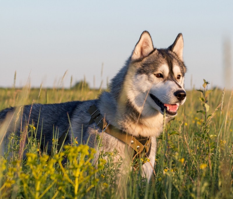 9 Active Dog Breeds Who Are Always Up for an Adventure | BeChewy