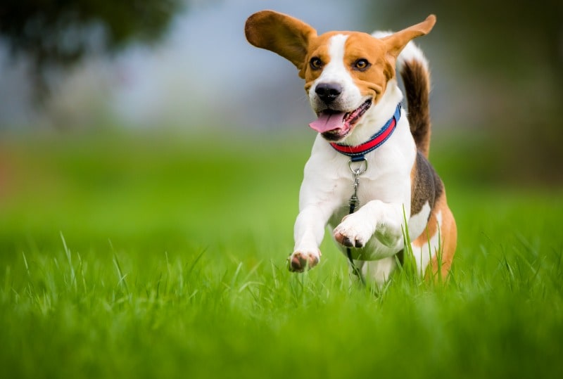 active dog breeds beagle