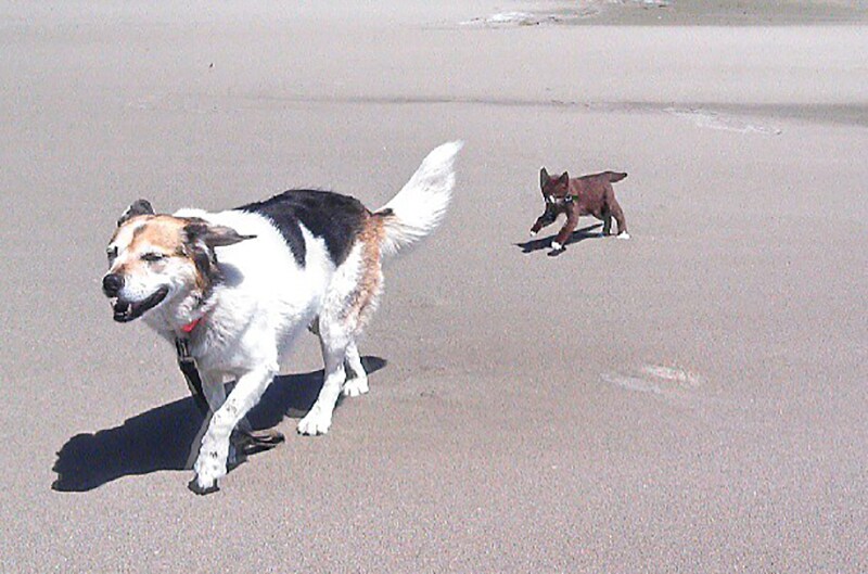 burma on the ocean with puppi