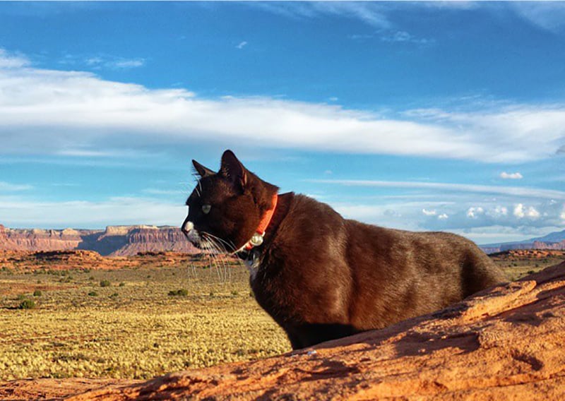 burma the adventure cat