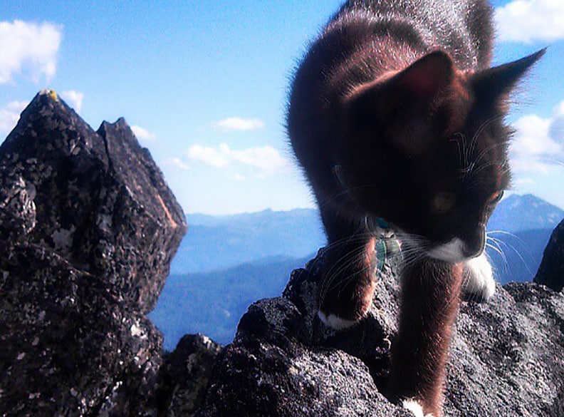 burma the adventure cat