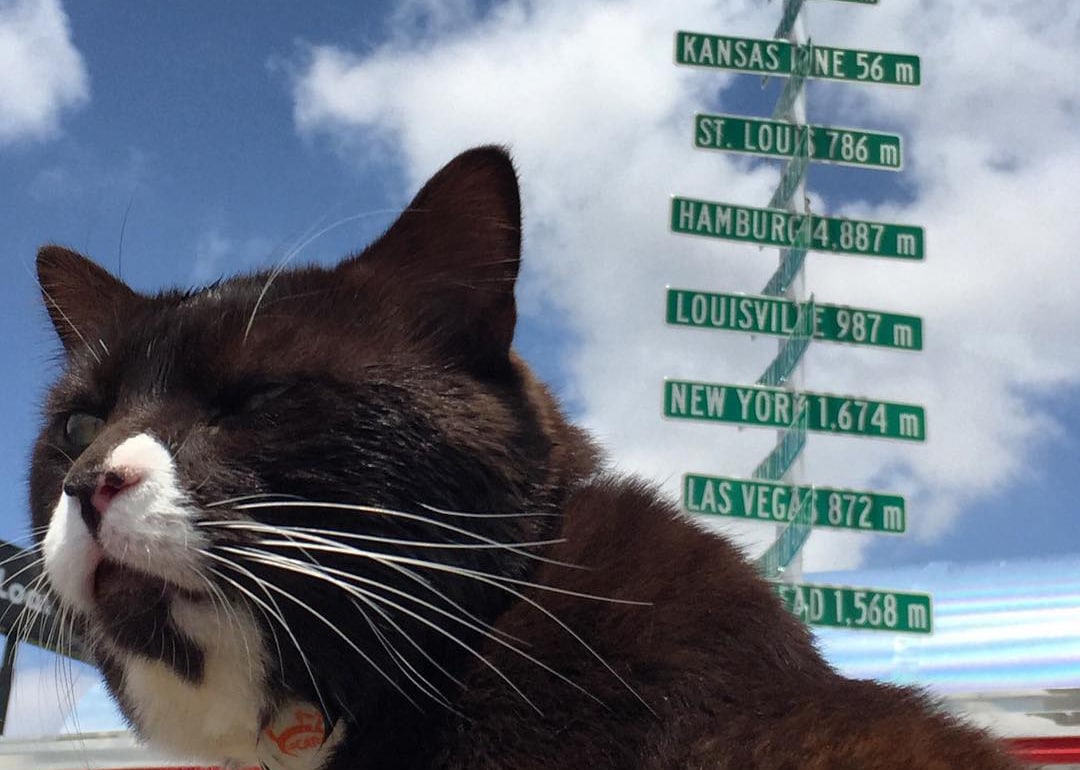 burma the adventure cat