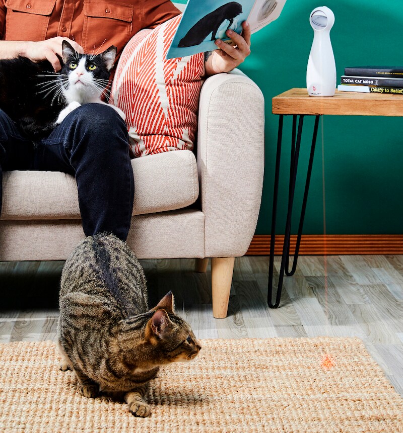 Chewy's Picks: Shane Sheets and his cats with the Bolt laser toy
