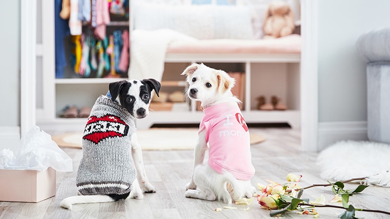 Dog Outfits for Every Spring Occasion