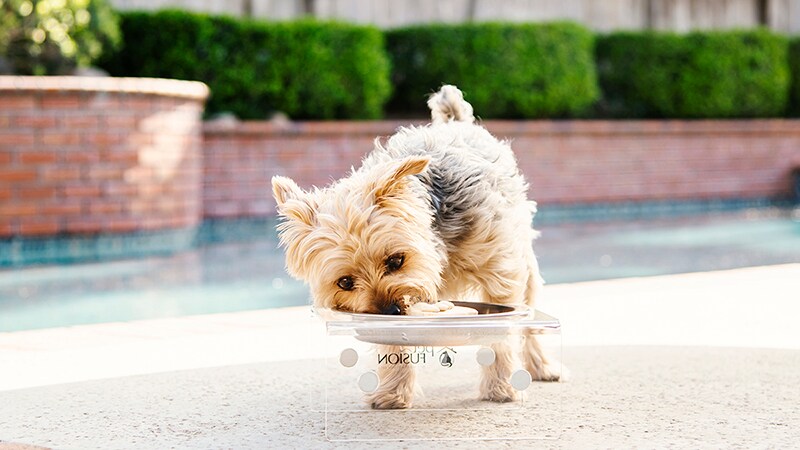 dog splash pad chewy