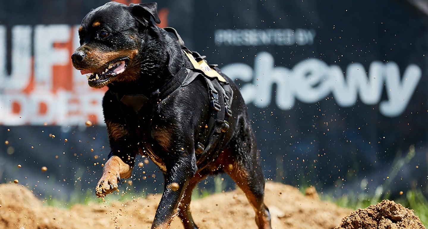Tough-Mudder-and-Chewy-Partner-to-Bring-Ruff-Mudder-to-Dogs-Across-the-Country-HEROO