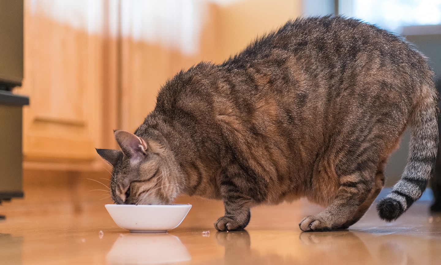 Your Cat's Weight: A Hands On Guide for Pet Parents