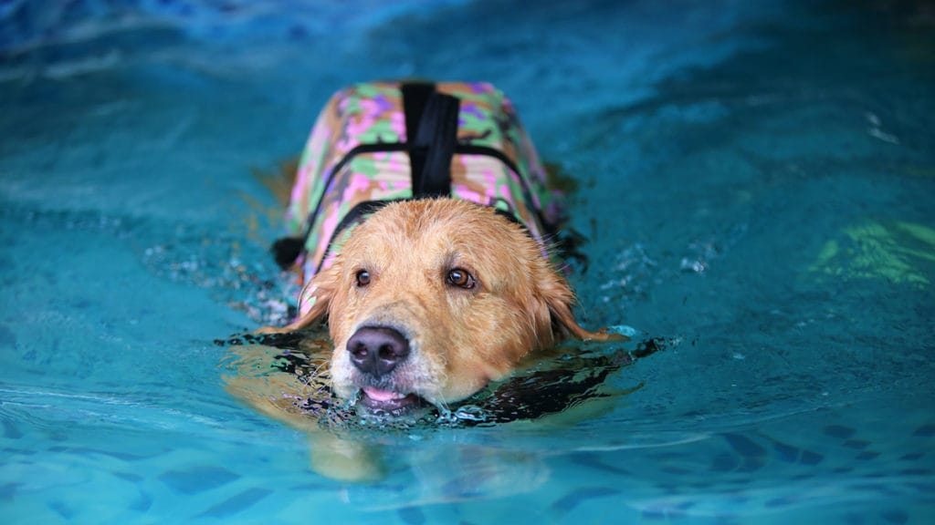 Senior Dog Care: Swimming Dog