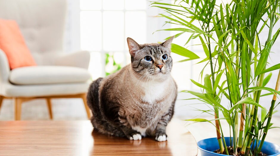Help, My Cat Is Eating My Plants! BeChewy
