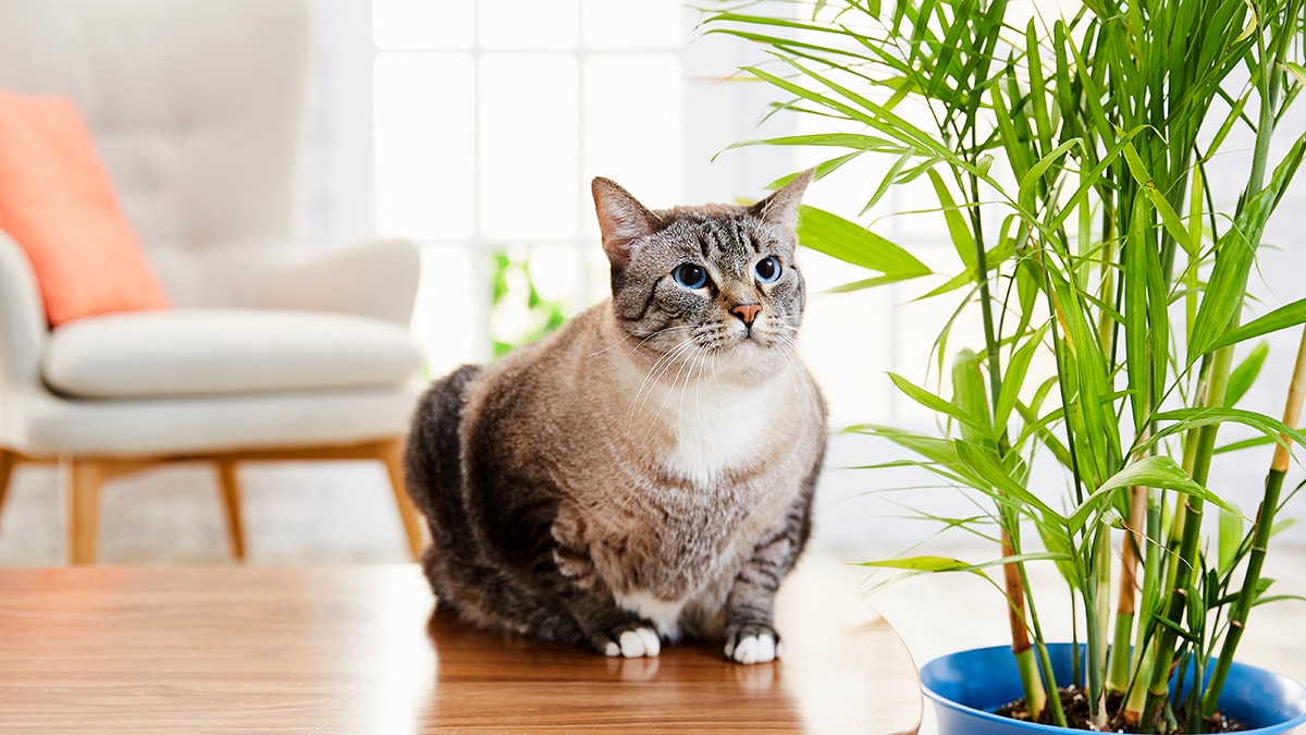 cat with bamboo plant