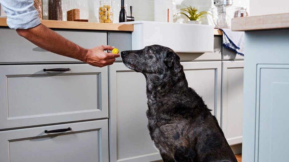 DIY Coconut and Blueberry Facials for Dogs (and You!) BeChewy