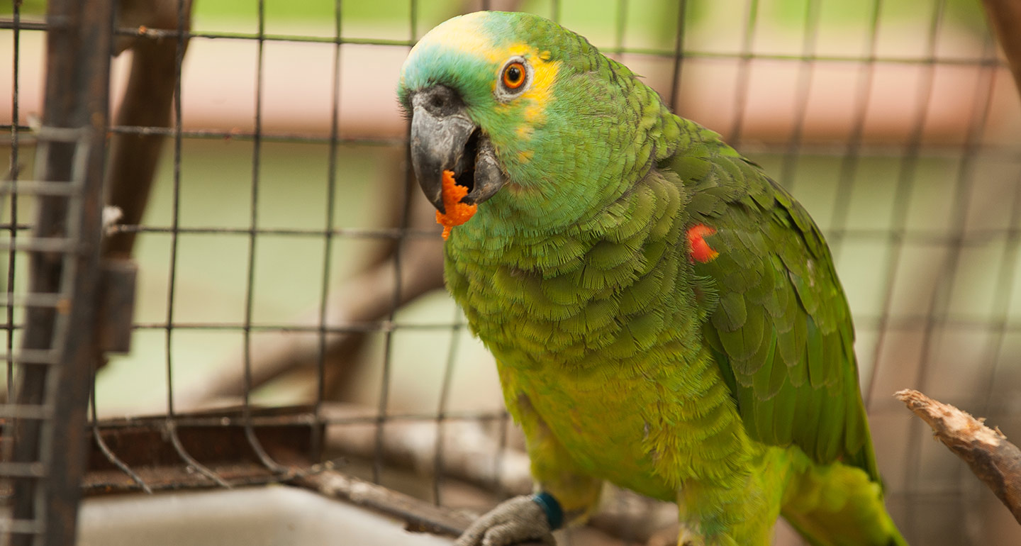 Best pet birds: Amazon