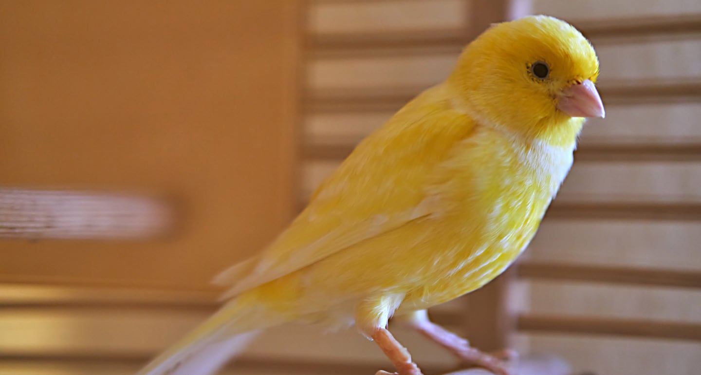Best pet birds: canary