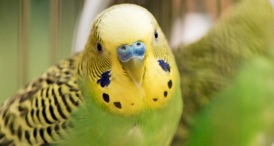 The 13 Best Pet Birds Parakeets, Cockatiels and More BeChewy