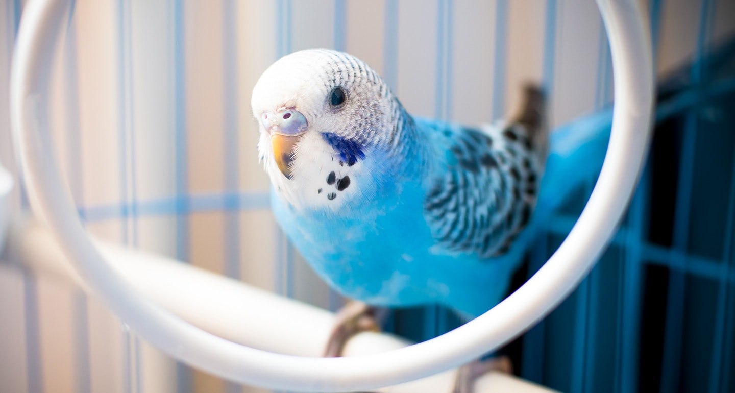 Best pet birds: parakeet