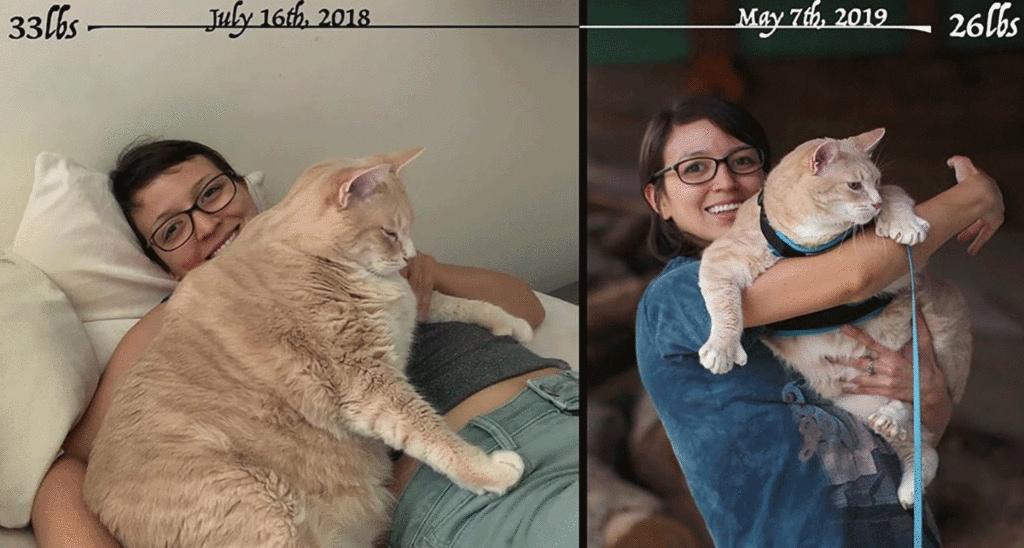 Bronson the Cat’s Pet Parents Share 10 Tips for Helping Overweight Felines