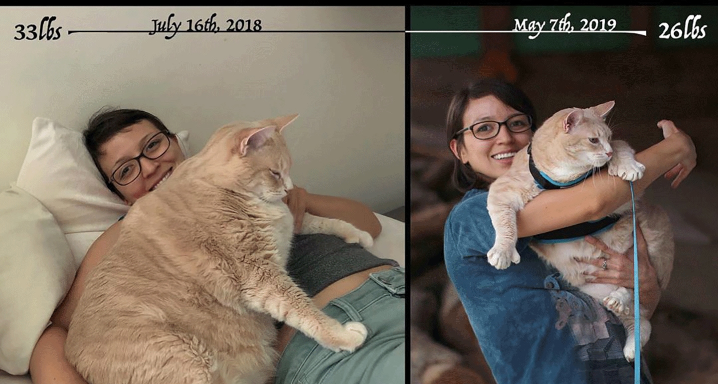 Bronson the Cat’s Pet Parents Share 10 Tips for Helping Overweight Felines