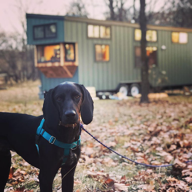 big dog in tiny house