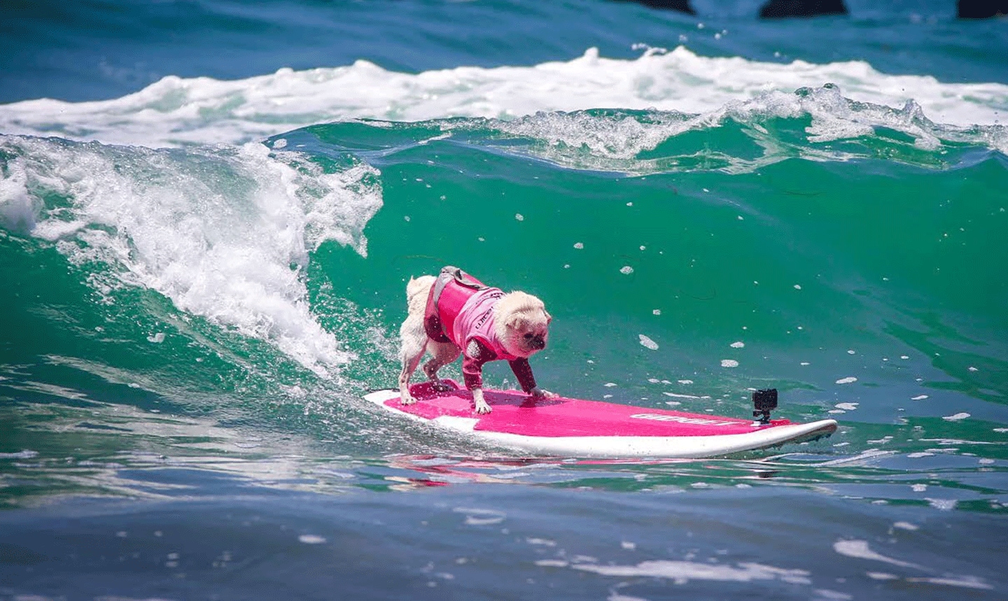 Canine-Athletes-Living-Life-to-the-Extreme