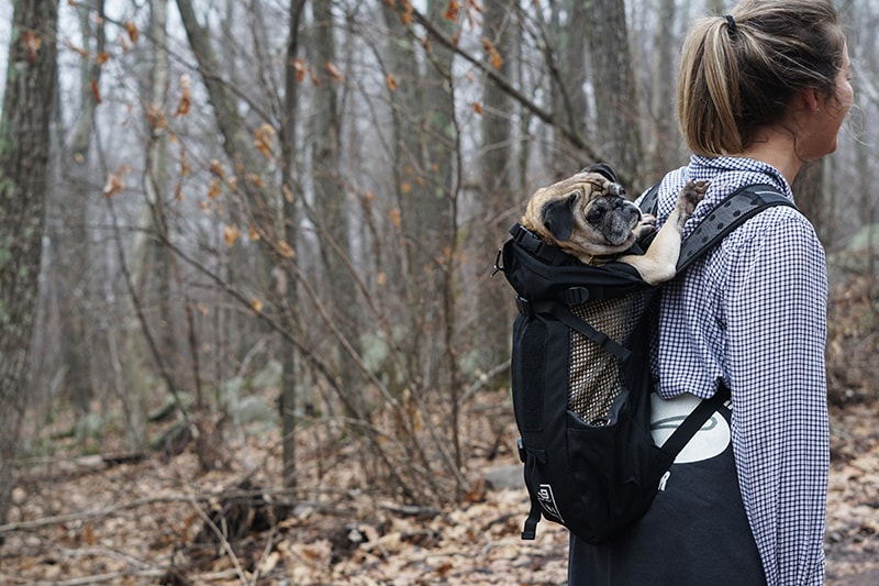 Dog-Friendly Cabin Getaway: A Hiking Retreat Outside of New York City