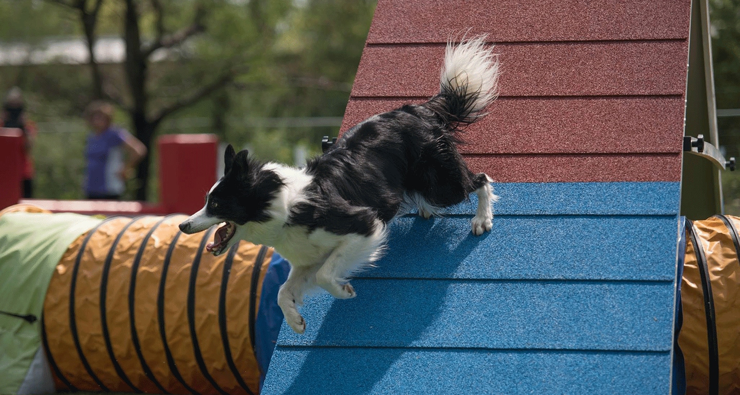 dog agility Fame(US)