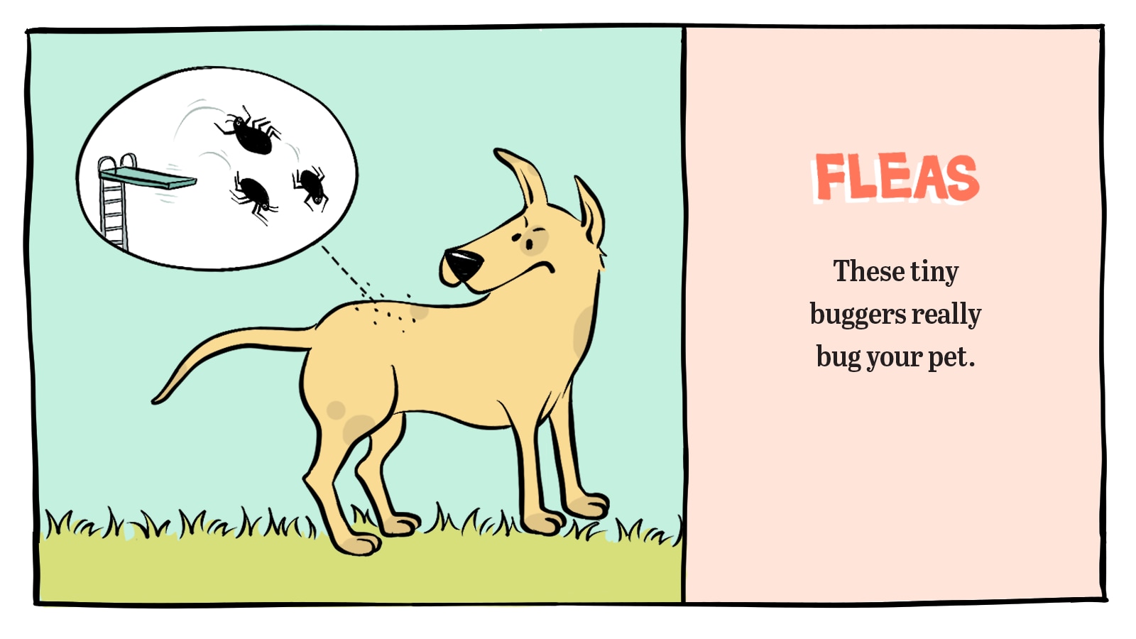 Fleas on dogs