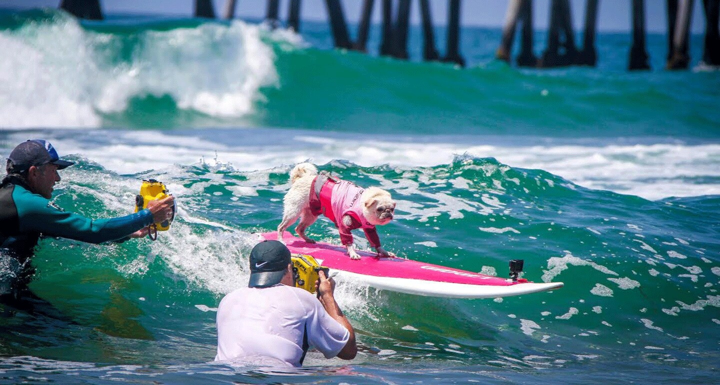 Dog surfing Gidget
