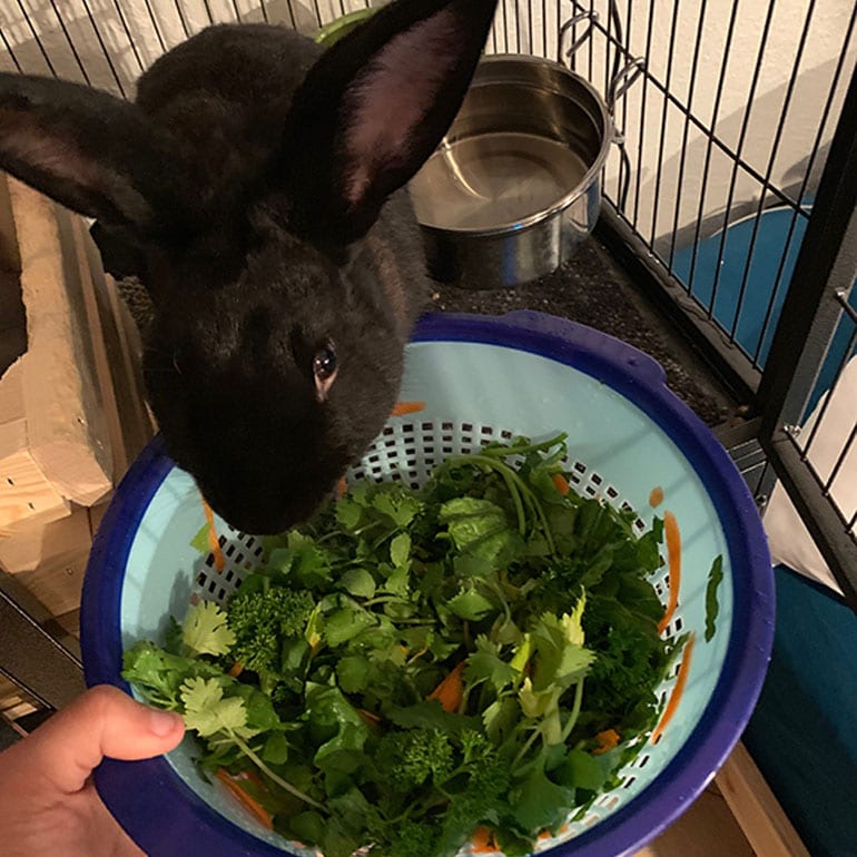 pet rabbit eating vegetables