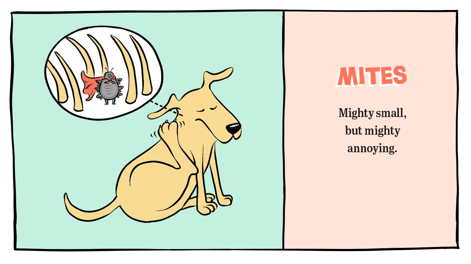 Mites on dogs