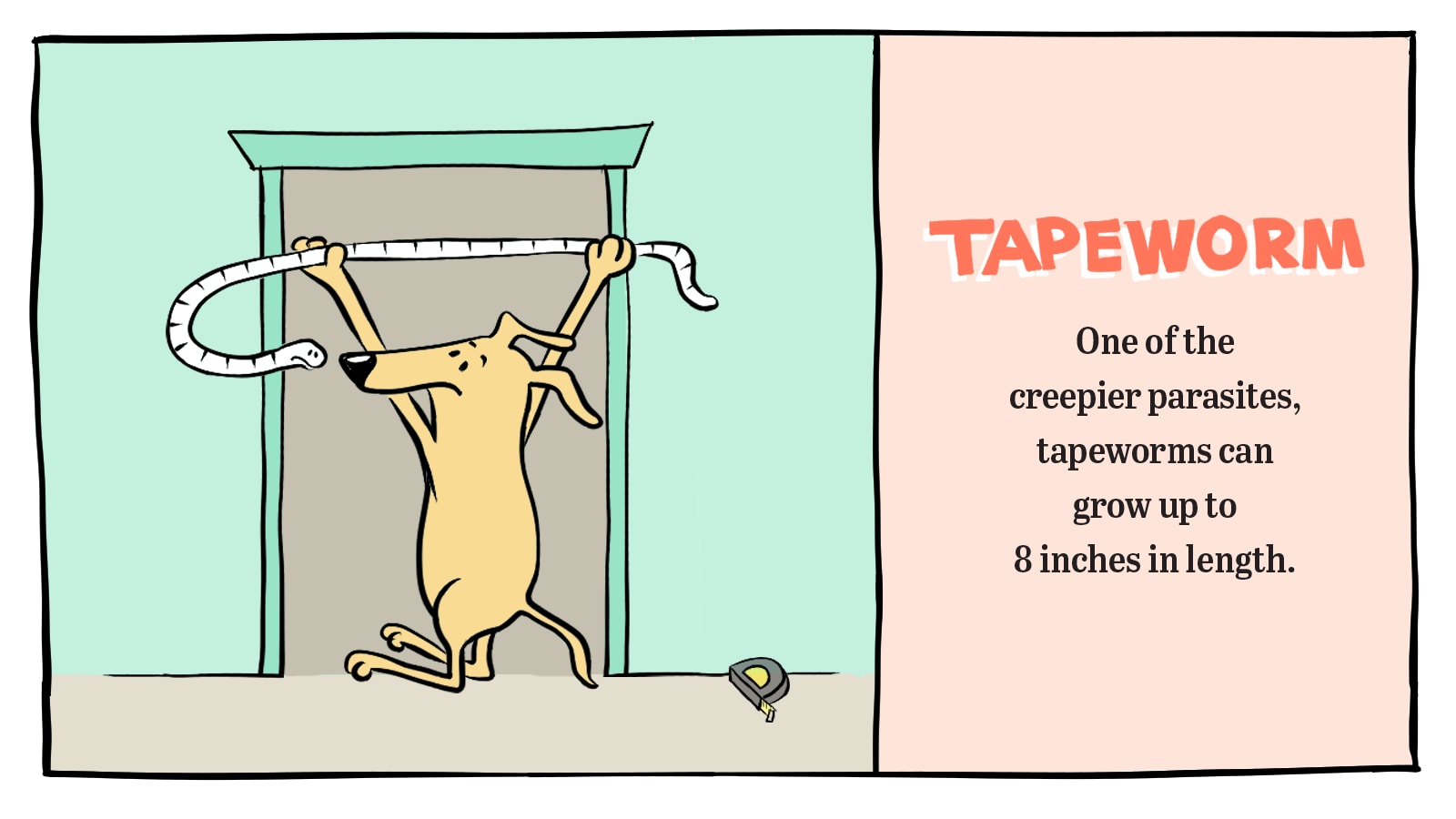 Tapeworm in dogs