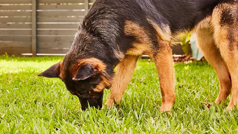why do dogs lick grass