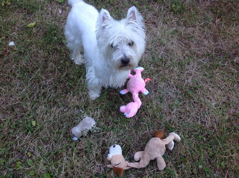 Angus with toys