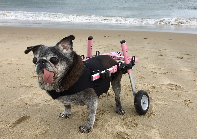 clementine the pug in dog wheelchair