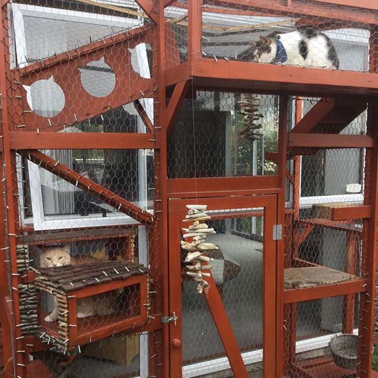 outdoor catio chewy