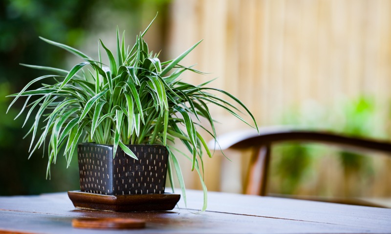 Indoor Plants That Are Safe For Cats