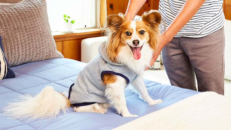 Why do dogs shake
