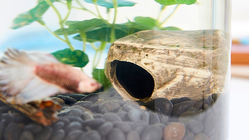 stone fish caves