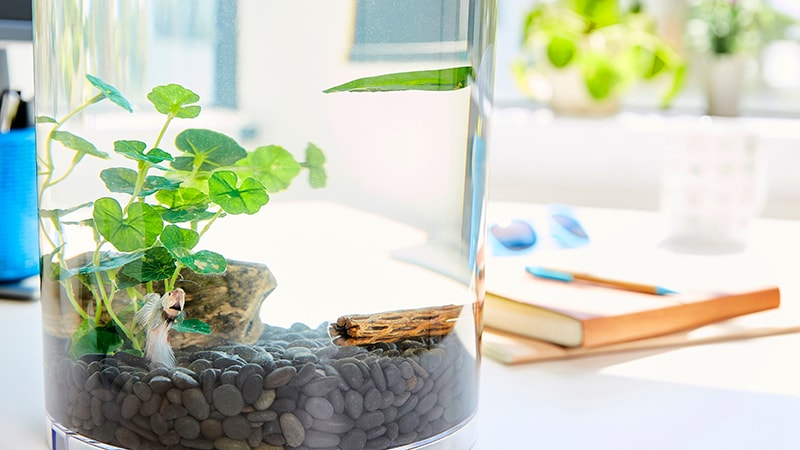silk plant for fish tank