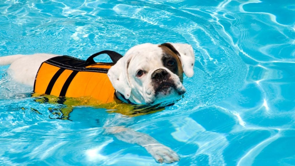 how to teach a dog to swim