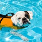 How to Teach a Dog to Swim in a Pool