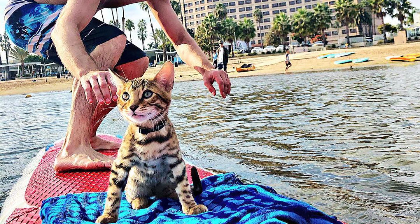 Surfing Cat Catches Waves and Online Attention